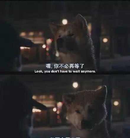 国产电影女生捡狗视频播放,国产电影中的感人一幕