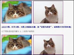 国产小蝴蝶猫咪视频播放,治愈你的心灵时光