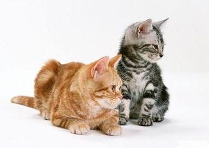 国产小蝴蝶猫咪视频播放,治愈你的心灵时光