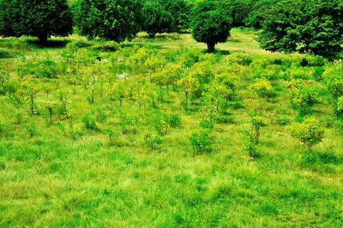 青草社区国产小视频,国产小视频的魅力与探索