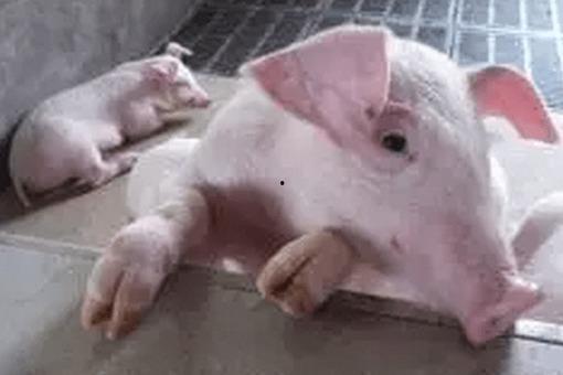 国产猪哪种最好卖的呢视频