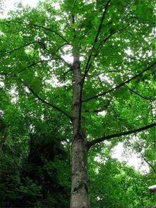 国产鹅掌楸家具视频