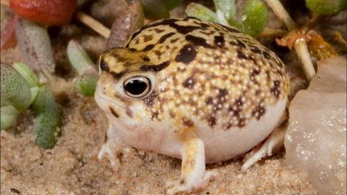 国产馒头蛙多少钱视频