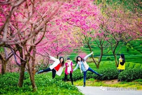 三级国产樱花视频,绽放春日浪漫，共赏花海盛宴