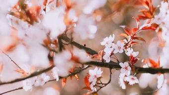 三级国产樱花视频,绽放春日浪漫，共赏花海盛宴